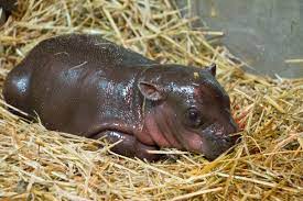 A baby pygmy hippopotamus takes a bath in an enclosure at tokyo's ueno zoo on july 24, 2011. Rub A Dub Dub A Pygmy Hippo In The Tub Zooborns