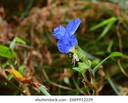 Image result for Commelina bracteosa