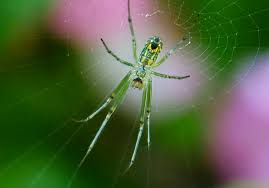 Females can be 1 ½ inches around with their legs fully extended and have eight eyes arranged in two. Orchard Spider Tennessee Spider Animals Photo