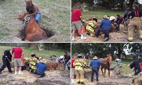 News, music, and tour dates. Rescue Operation Pulls Nate The Horse From A Sinkhole In Florida Field Daily Mail Online