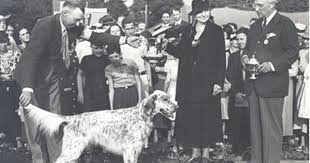 Black And White English Setter Puppies For Sale Best In Show Morris And Essex 1937 English Setter Ch Sturdy Max Setter Ingles Dibujos