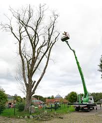 Wych elm scots elm blossoms berg ulme bergulme blüten. Alte Ulme Wird Gefallt
