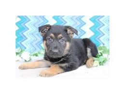 Found 30 german shepherd pets and animals ads from alabama, us. Visit Our German Shepherd Puppies For Sale Near Birmingham Alabama