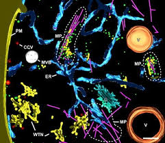 So what is plant sense? Electron Tomographic Analysis Of Post Meiotic Cytokinesis During Pollen Development In Arabidopsis Thaliana Springerlink