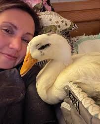The Special Bond Between a Duck Owner and Her Pet Duck