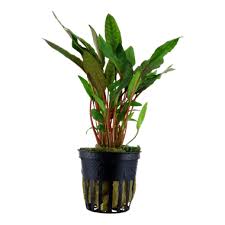 From the smallest cryptocoryne parva to the large cryptocoryne crispatula var. Cryptocoryne Beckettii Petchii Tropica Aquarium Plants