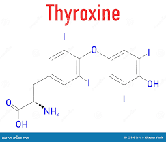 Image result for Thyroxine