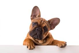 The french bulldog (or frenchie) originated as a companion dog and remains one to this day. French Bulldog Cost Guide Budgeting For A Bulldog Perfect Dog Breeds