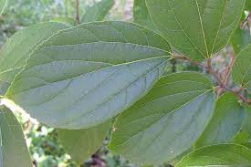 Image result for Celtis sinensis
