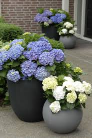 Pin By Ermioni Mitka On Plants Garden Pots Diy Garden Pots Backyard Landscaping