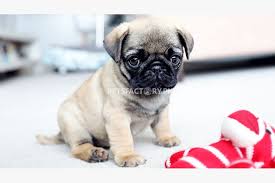 Maybe you would like to learn more about one of these? Lovable Pug Puppies Ready For Their New Home For Sale In Rawalpindi Pets Factory