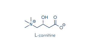 Particolarmente ricchi di carnitina sono i muscoli scheletrici ed il miocardio, cioè quei tessuti che traggono la loro energia prevalentemente dalla ossidazione degli acidi grassi. L Carnitina A Cosa Serve E Perche Assumerla