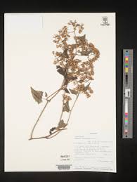 Image result for Senecio deltoideus