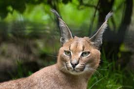 So, which states allow for raccoon domestication? 8 Caracal Cat Facts Can Caracal Kittens Be Good Pets Onurbicycle