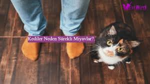 Miyavlamak Kedilerin Omru Boyunca Yaptigi Bir Harekettir Yeni Dogan Ve Yavru Kediler Ac Olduklarinda Usuduklerinde Veya Korktuklari Zaman Annelerine Miyavlar I 2020