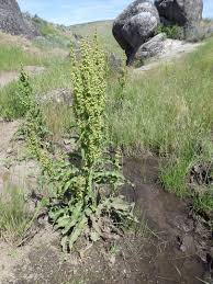 Image result for Afroligusticum runssoricum