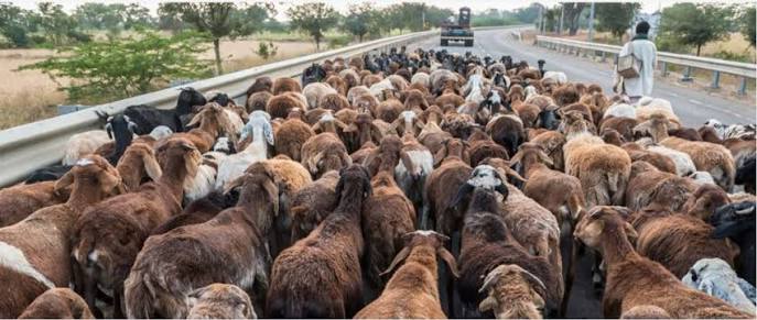 Kuruba shepherds lose their security blanket - Vikalp Sangam