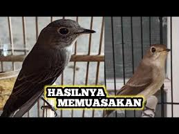 Bulu burung merak jantan lebih indah dibandingkan dengan burung merak betina. Sikatan Bubik Jantan