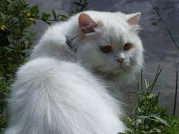 You need to get ready for frequent grooming in order to keep them as beautiful as they can long haired brits are quiet so no excessive meowing or night crying interferes with your lifestyle. British Longhair Cat Dinoanimals Com
