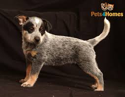 Puppies for sale, dogs, kittens, cats & more! Australian Cattle Dog Dog Breed Facts Highlights Buying Advice Pets4homes
