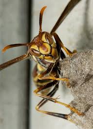 Pin On Animals Kinda Buggy