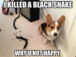 Funny Animals With Captions Yahoo Image Search Results Funny Animals With Captions Funny Animals Animal Captions