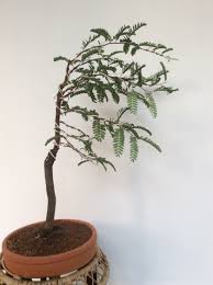 Bonsai is the reproduction of natural tree forms in miniature. Tamarind Bonsai
