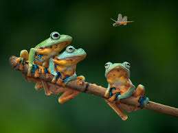 ❤ get the best cute frog backgrounds on wallpaperset. Cute Frog Wallpaper Wallpaper Sun