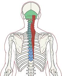 Pin On Neck Pain
