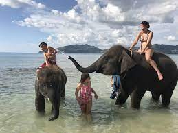 Swimming With Elephants In Phuket Thailand Thailand Elephants Phuket Thailand Riding Elephants In Thailand