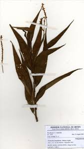 Image result for Persicaria senegalensis