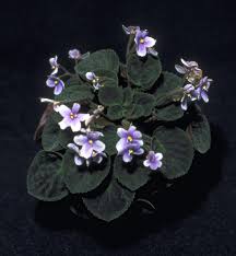 Image result for Saintpauliopsis