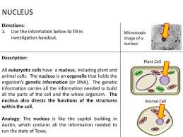 Animal cells are an integral part of biomedical research: 2 Nucleus Time 3 5 Min Directions 1 Use The Information Below To Fill In Investigation Handout Description All Eukaryotic Cells Have A Nucleus Including Ppt Download