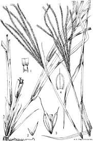 Image result for Chloris pilosa