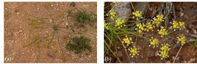 Image result for Deverra burchellii