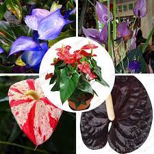 Anthurium Blue Seed Anthurium Andraeanu Seeds Indoor Potted Flowers Anthurium Plant 100 Particles Bag Anthurium Plant Flower Pots Anthurium