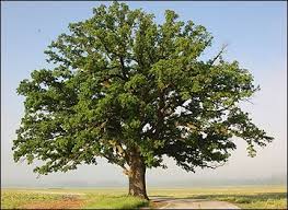 Oliviformis, an upland variety characterized by its relatively small. G6800 Selecting Landscape Plants Shade Trees Page 6 Shade Trees Trees To Plant Plants