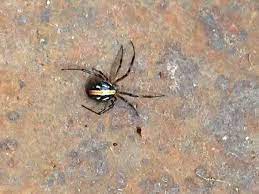 Black widow spiders are the most common species that belong to the latrodectus genus, in the young female spider is more of a brown color with yellowish, white stripes across juvenile female black widow spider with white and yellow marks. Do Some Black Widows Have An Orange Stripe On Their Back I Found A Deep Black Spider With A Clear Hourglass On Its Bottom Side But Its Top Had An Orange Stripe