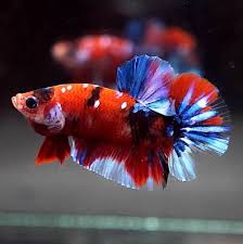 Tk 51 Halfmoon Plakat Yellow Tiger Koi Video In Desc Betta Fish Betta Fish