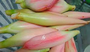 Tunggu sehingga batang bunga mencapai ketinggian 30cm untuk tuai batang bunga kantan sampai ke dasar tanah. Cara Simpan Bunga Kantan Supaya Tahan Lama Laziz Patin