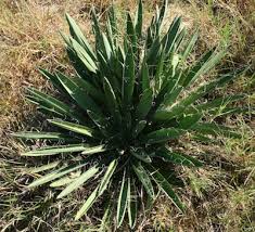 Image result for Yucca