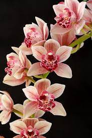 Cymbidium Paradisian Surprise Speckles Orchid Wallpaper Orchid Photography Beautiful Orchids