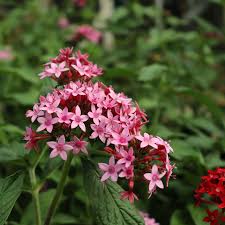 Image result for Pentas