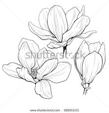Black And White Line Drawing Background Black And White Line Illustration Of Magnolia Flowers On A White Background Flower Line Drawings Flower Drawing Flower Illustration