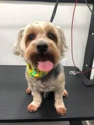 … pet groomer responsibilities and duties: Mobile Pet Grooming Miami Beach Mobile Dog Grooming Miami Beach Mobile Pet Grooming Near Me