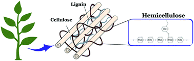 What is the function of hemicellulose. On The Interaction Of Softwood Hemicellulose With Cellulose Surfaces In Relation To Molecular Structure And Physicochemical Properties Of Hemicellulose Soft Matter Rsc Publishing