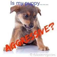 Got An Aggressive Puppy Puppy Aggression Dog Behavior Puppies