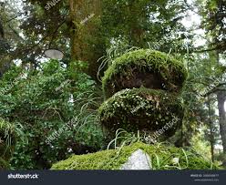 Image result for Lepisorus