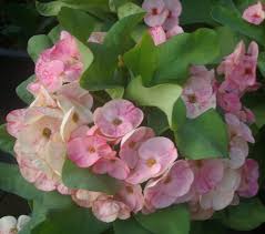 Image result for Euphorbia lissosperma