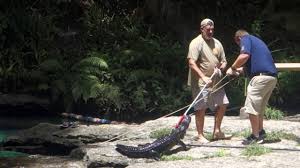 Blue spring state park alligator. Rock Springs Kelly Park Guide Orlando S Natural Lazy River